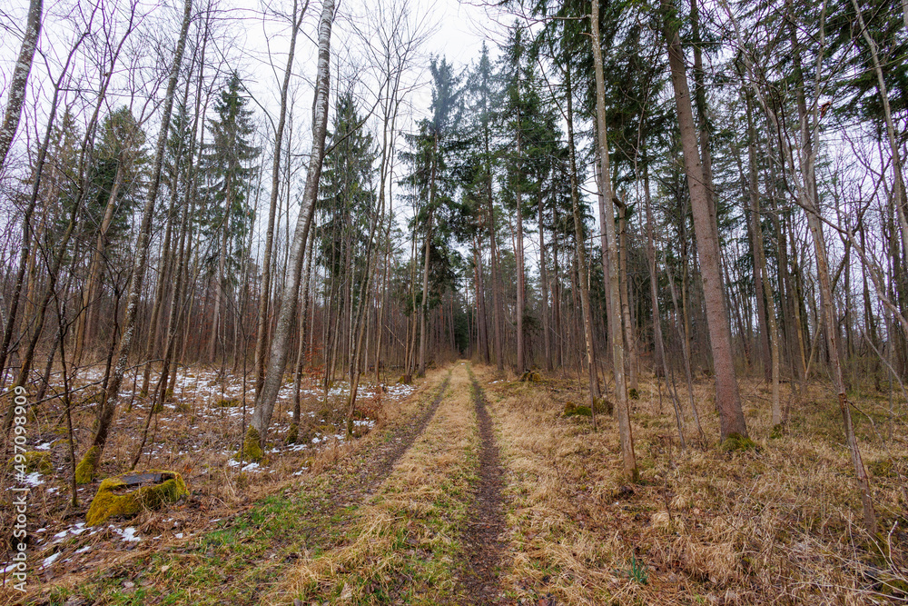 A path in a winter forest A path in a winter forest