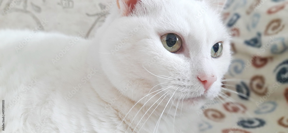 Portrait of Pure White Cat, Front View, Close-up Cat Starring at Camera