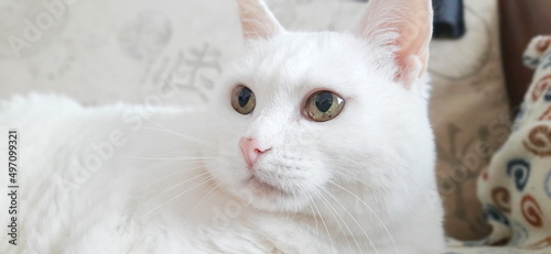 Portrait of Pure White Cat, Front View, Close-up Cat Starring at Camera