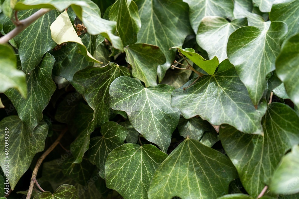 Obraz premium Ivy hedge background.Ivy texture.Ivy backround image.Closeup.