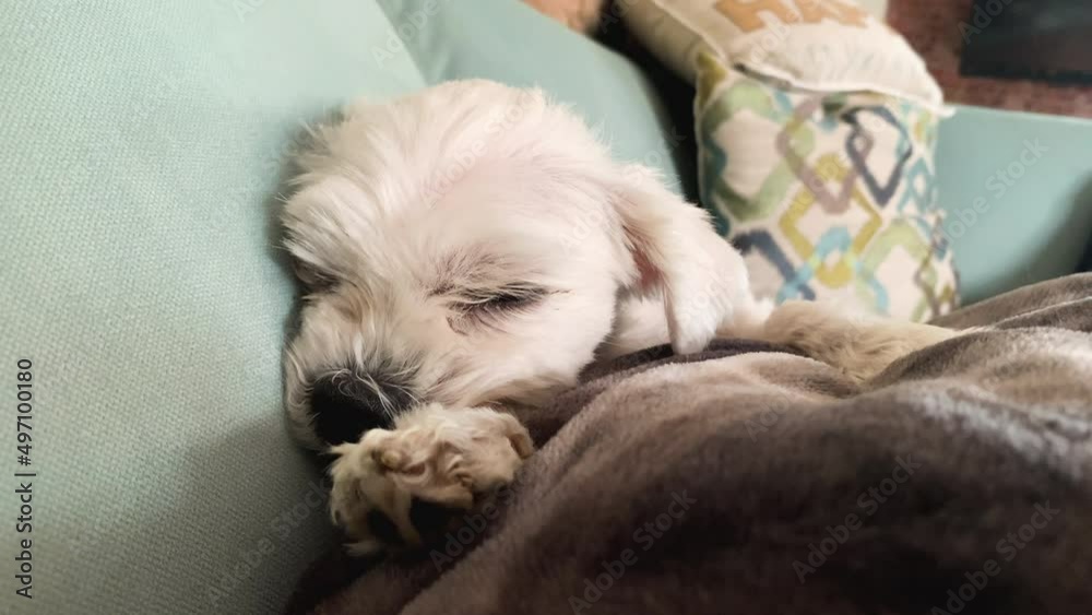 Close up of adorable puppy dog lying down on cute cosy couch with puppy-dog eyes. Close up of adorable puppy dog lying down on cute cosy couch with puppy-dog eyes.
