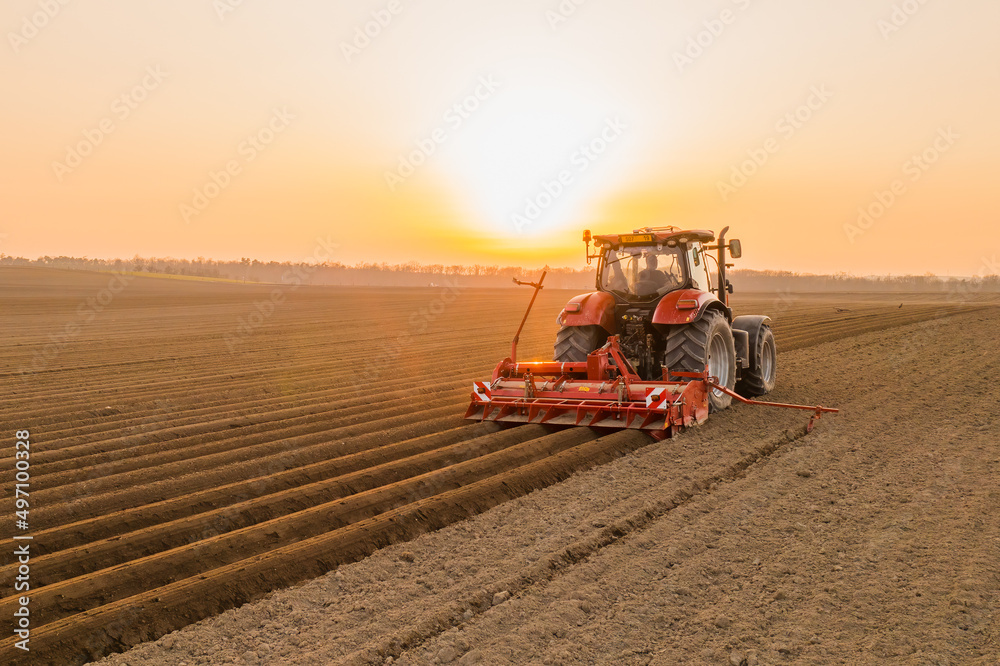 Fototapeta premium Tractor drives across large field making special beds for sowing seeds into purified soil. Agricultural vehicle works at sunset in countryside