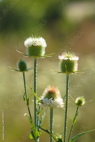 Closeup of green cutleaf teasel seeds with blurred background