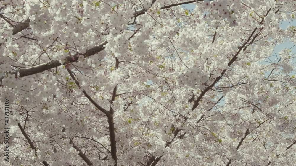 Slow motion medium shot panning up a cherry tree covered in blossoms. Bees and flower petals move through the shot. Slow motion medium shot panning up a cherry tree covered in blossoms. Bees and flower petals move through the shot.