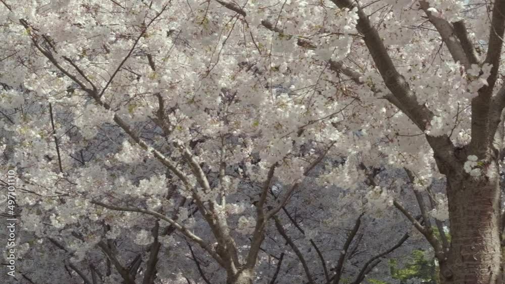 Slow motion wide shot of several cherry trees as a breeze blows petals to the ground.
