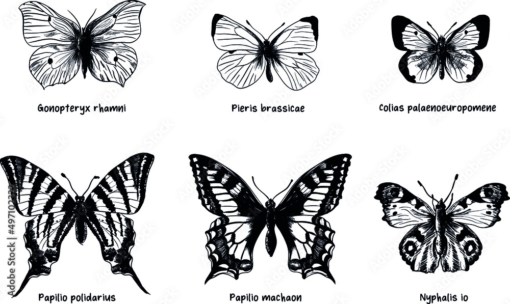 Set of different handdrawing species of butterflies Set of different handdrawing species of butterflies