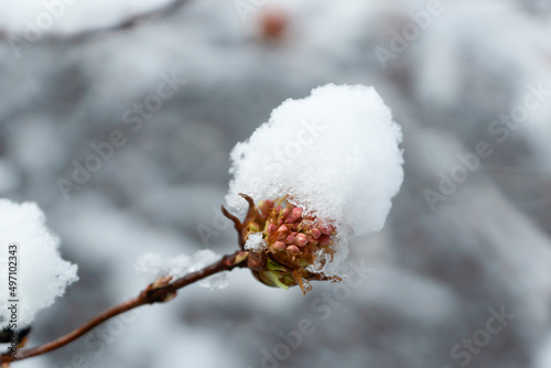 Shrub flowers beginning to bloom in spring, covered with fallen snow.