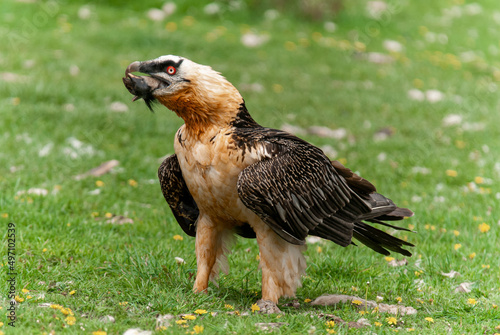 Gypa  te barbu .Gypaetus barbatus  Bearded Vulture