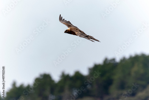 Gypa  te barbu .Gypaetus barbatus  Bearded Vulture