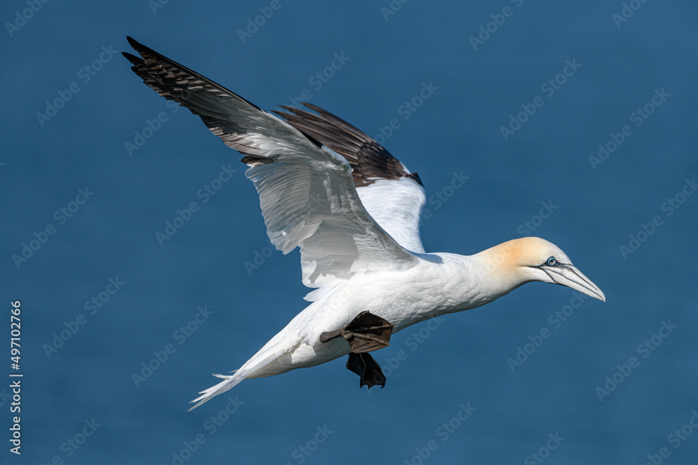 Obraz premium Northern Gannet in flight_ Morus bassanus