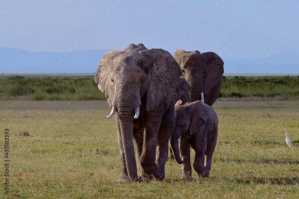 Fototapeta premium elephants in the savannah