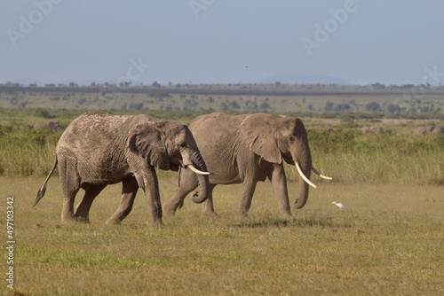 elephants in the savannah