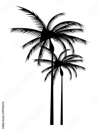 trees palms silhouettes