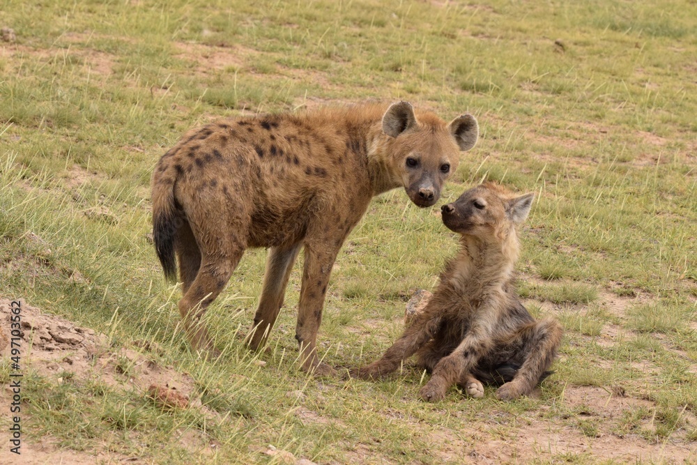 hyena in serengeti national park serengeti hyena in serengeti national park serengeti