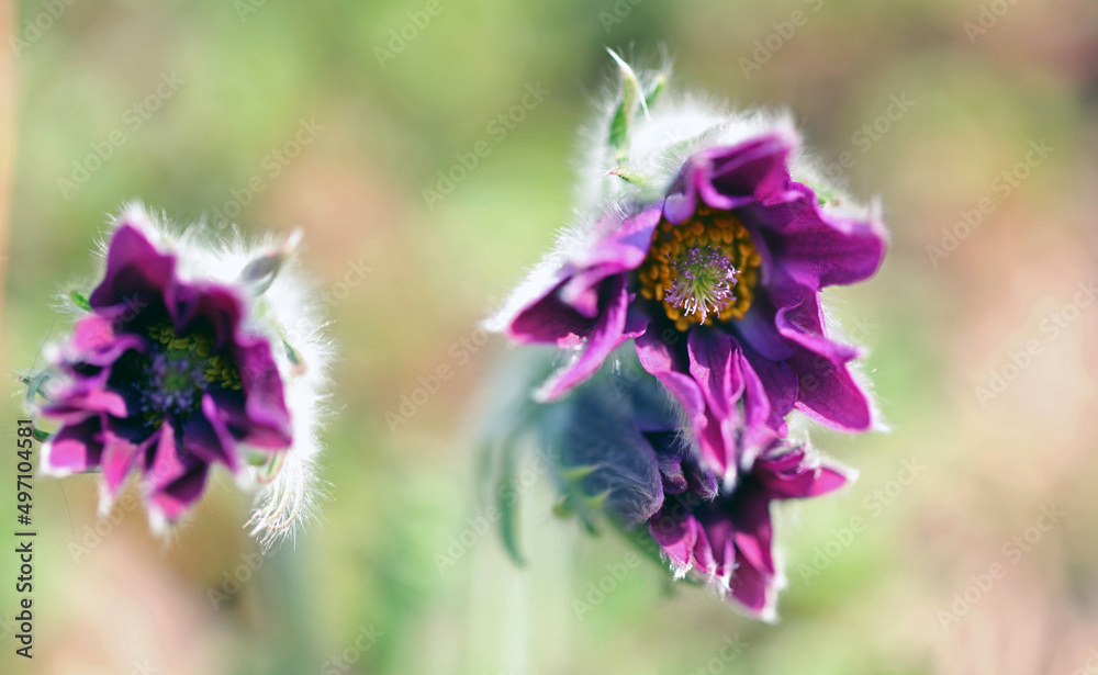 Flowering Pasque Flower Pulsatilla Vulgaris in spring Flowering Pasque Flower Pulsatilla Vulgaris in spring