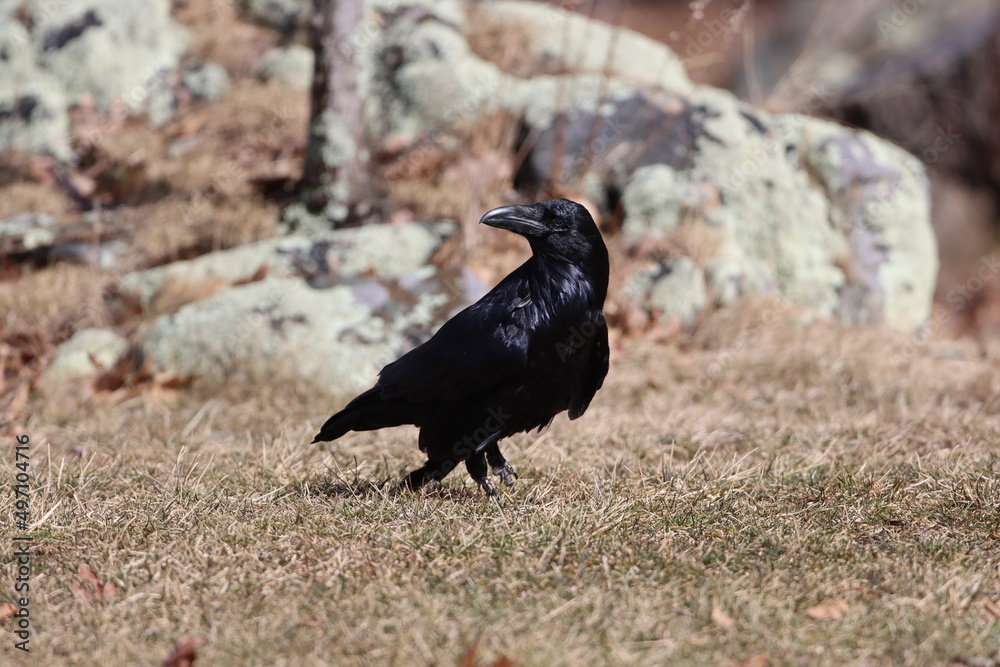 Obraz premium A raven stops to glance behind