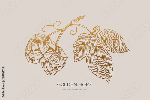 Golden branch of hops. Engraving style. Botanical vector illustration. Label design element, packaging of organic cosmetics, craft beer.