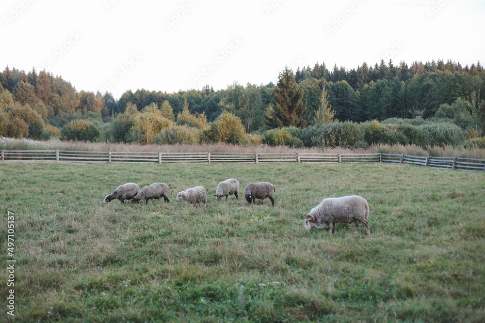 Fototapeta premium Sheeps and goats on a farm. Agriculture, domestic cloven-hoofed animals.
