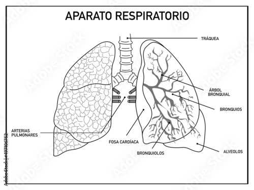 School scheme of the respiratory system, lungs, on a white background