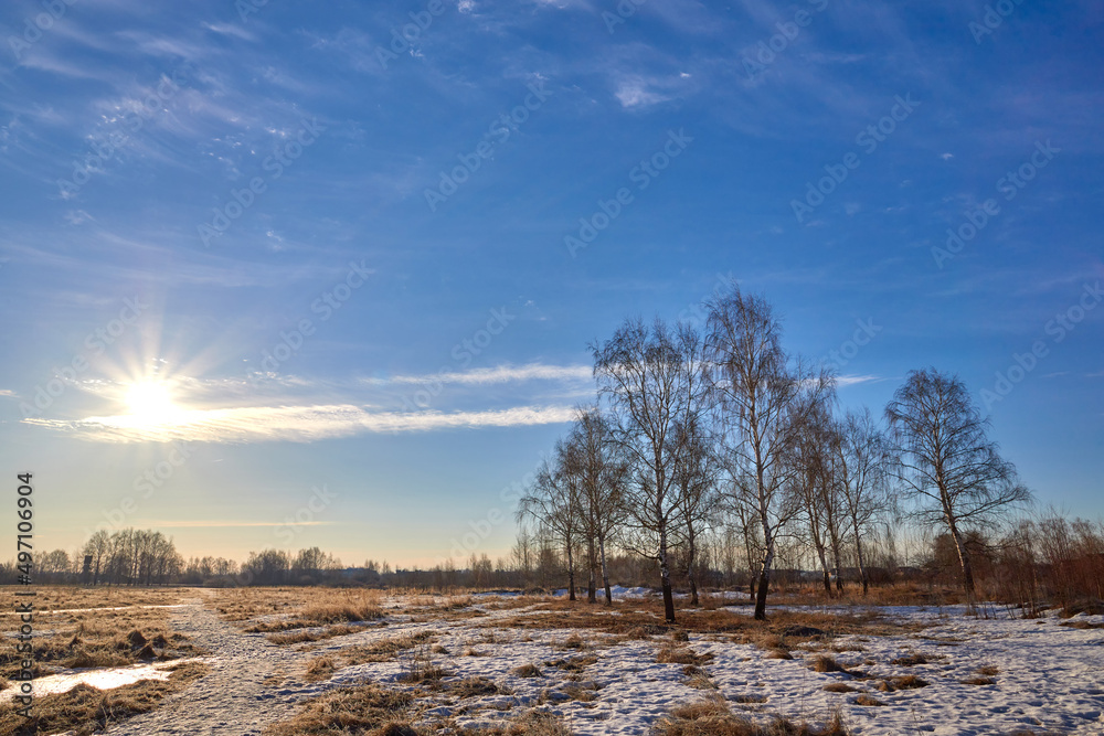 White birch trunk on a sunny spring morning. Birch trees in bright sunrise light.