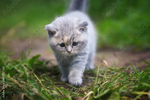 kitten on the grass