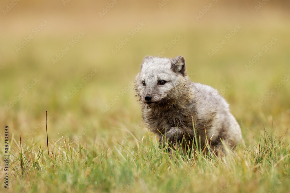 Arctic Fox, Vulpes lagopus, cute animal portrait in the nature habitat, grass meadow. Polar fox in grass. Arctic Fox, Vulpes lagopus, cute animal portrait in the nature habitat, grass meadow. Polar fox in grass.