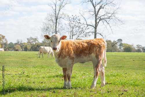 Young Calf staring