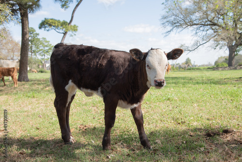 brown calf