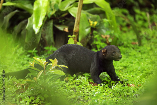 The tayra (Eira barbara) is an omnivorous animal from the weasel family, native to the Americas. Costa Rica nature. Cute danger mammal in habitat. photo