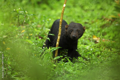 The tayra (Eira barbara) is an omnivorous animal from the weasel family, native to the Americas. Costa Rica nature. Cute danger mammal in habitat. photo