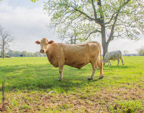 cow on a meadow