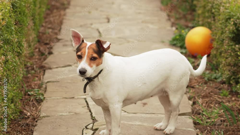 Jack Russell Terrier dog on a path in the garden. walking with pets. Jack Russell Terrier dog on a path in the garden. walking with pets.