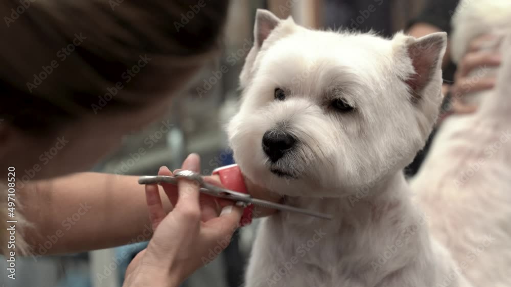 Cute funny West highland white terrier Dog getting groomed at salon. Professional cares for a dog in a specialized salon. Groomer's hands with scissors and comb. 4k footage Cute funny West highland white terrier Dog getting groomed at salon. Professional cares for a dog in a specialized salon. Groomer's hands with scissors and comb. 4k footage