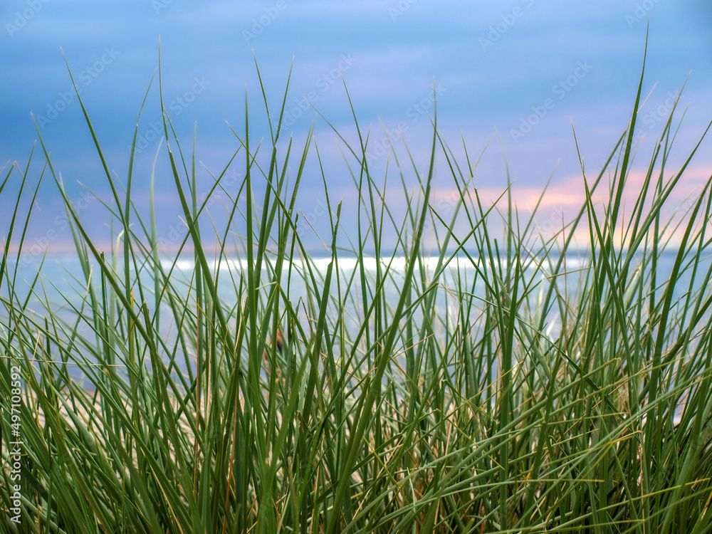 Fototapeta premium Die Küste auf der Halbinsel Darß an der Ostsee in Meck-Pomm