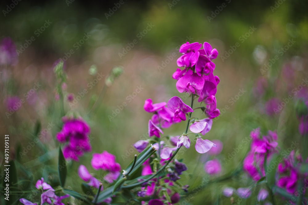 Pretty small bright magenta wildflowers in a green field with soft natural sunlight in summertime in Washington State Pacific Northwest