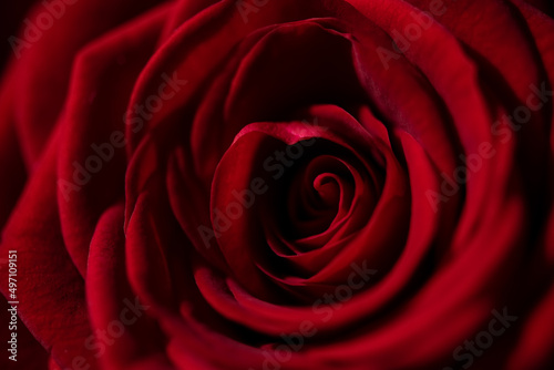 Red Rose Petals in warm light. Macro close up with flower surface details symbolizing Love, erotic, warmth and tenderness and affection. Cozy, fluffy surface and natural shapes with bright red color.