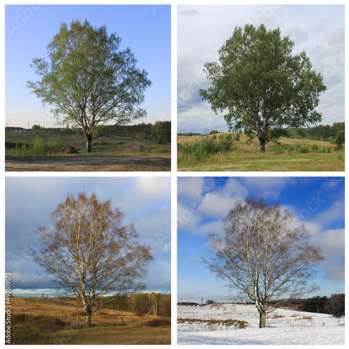 landscape changes by seasons. birch in the field in spring, summer, autumn, winter. collage of 4 seasons, different pictures tree, same spot, place.