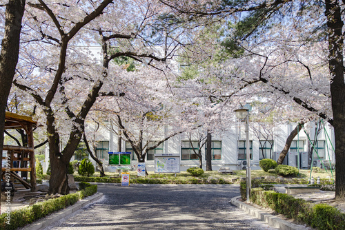 cherry blossom cherry tree spring walk