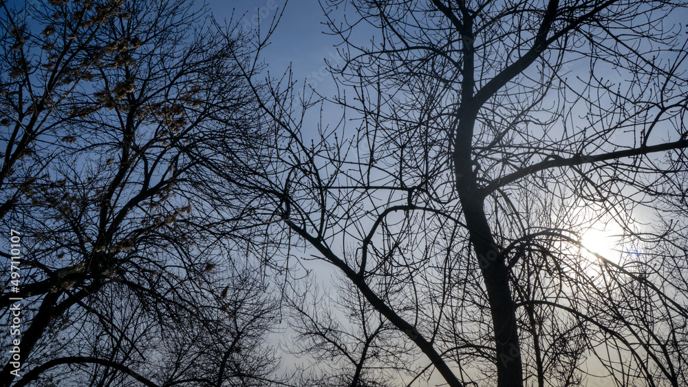 tree branches against the sky background for wallpaper desktop, Phone Wallpapers. texture for collages tree branches against the sky background for wallpaper desktop, Phone Wallpapers. texture for collages