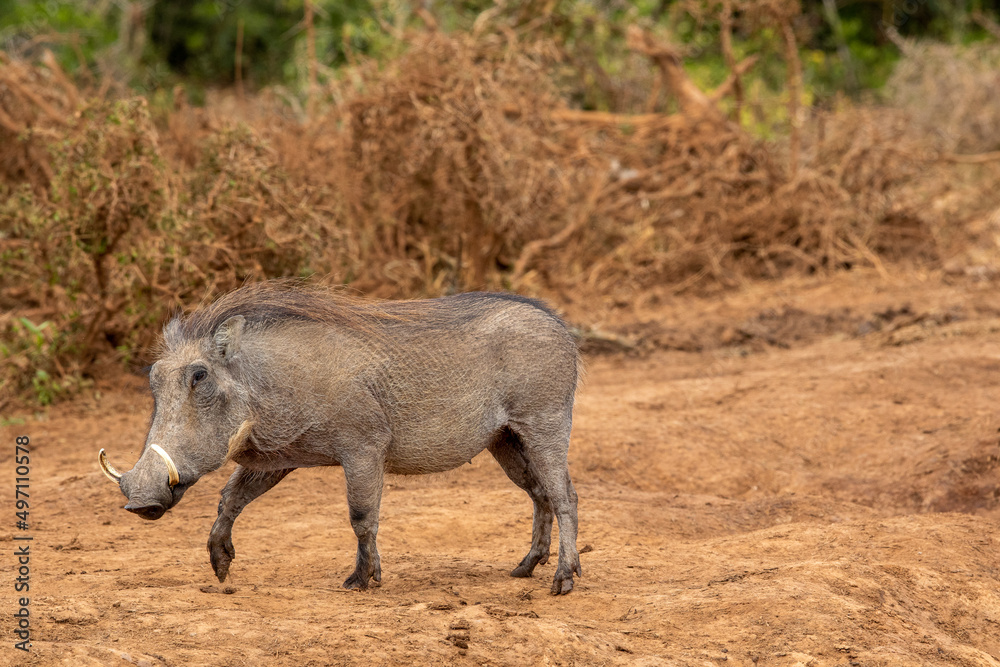 Warthog, Addo Elephant National Park Warthog, Addo Elephant National Park
