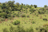 Impala herd grazing in Addo Elephant National Park