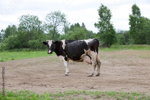 A black cow with white spots stands in a field and chews grass, on a sunny day,