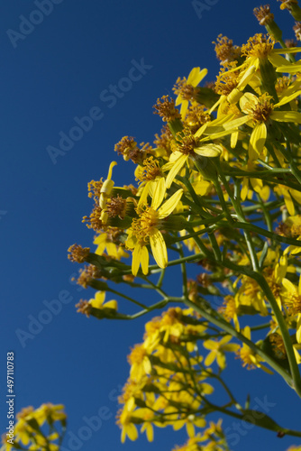 Flores primavera