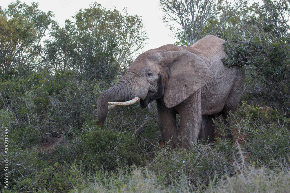 African elephant, Addo Elephant National Park African elephant, Addo Elephant National Park