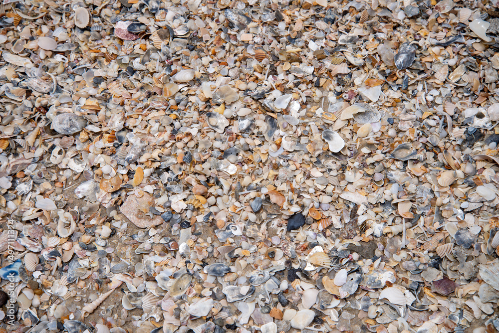 Small shells, shell fragments on Samila beach, Songkhla, Thailand. Small shells, shell fragments on Samila beach, Songkhla, Thailand.