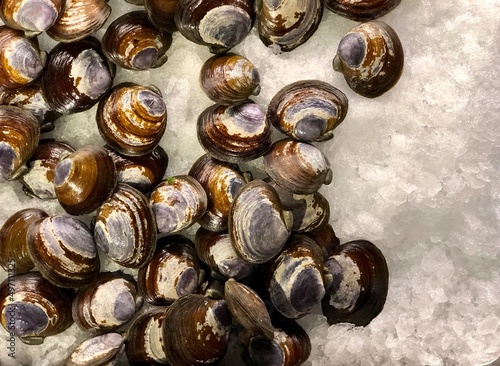 Close up view of clams on ice at a local market