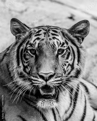 portrait of a tiger