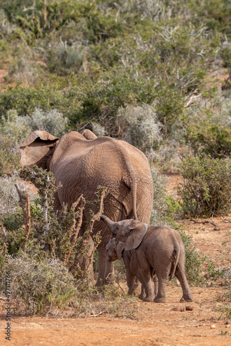 African elephant cow with twin calfs, Addo Elephant National Park