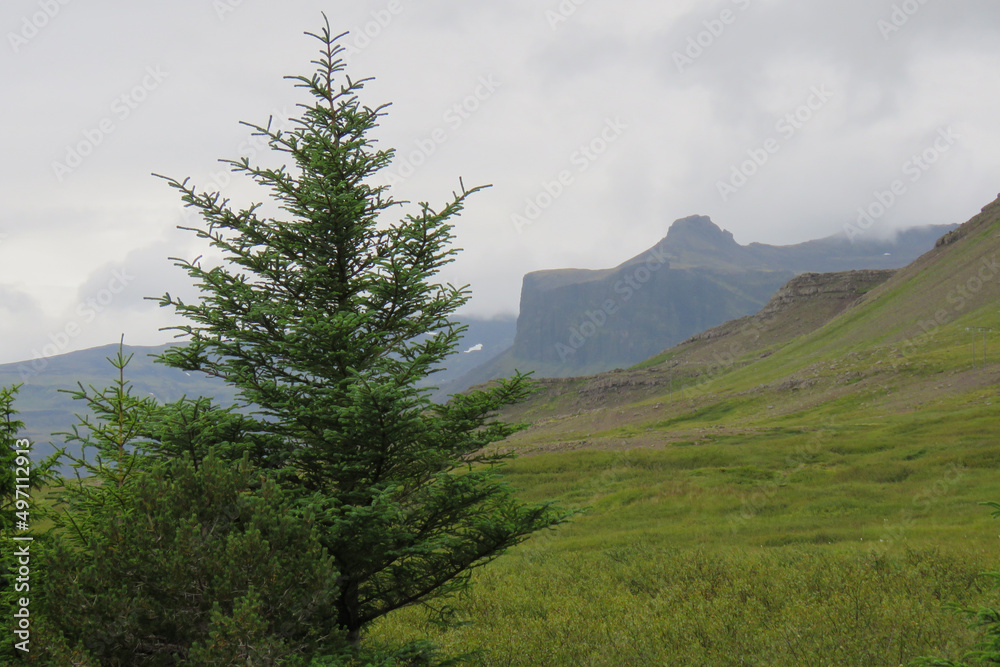 Green landscape with pine tree in Iceland