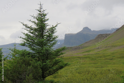 Green landscape with pine tree in Iceland © Marion